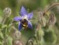 Mobile Preview: Borretsch ist  eine der auch bei Blütenbesuchern beliebten einjährigen Arten