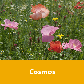 Gratis Cosmos - Saatgutpäckchen für 10 m²