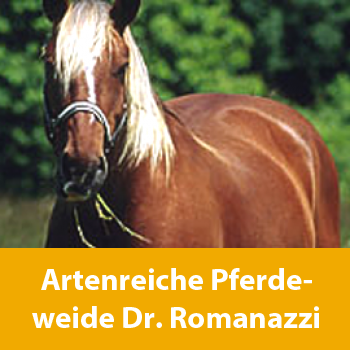 Artenreiche Pferdeweide - 80% Gräser / 20% Kräuter, i.Z.m. Frau Dr. Romanazzi