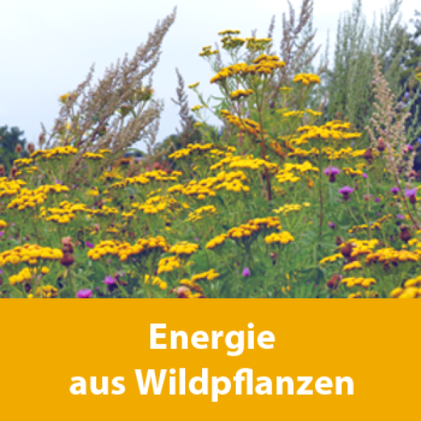 Energie aus Wildpflanzen