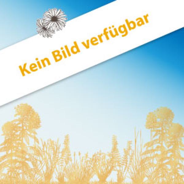 EnergieOpti - Niedersachsen - AN 1 - Anbau mehrjähriger Wildpflanzenmischungen